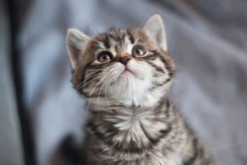 soft focus. Portrait of striped kitten. close up