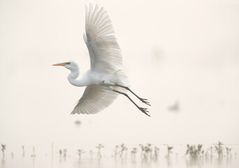 Great Egret in flight at Bhigwan bird sanctuary on foggy morning , Maharashtra