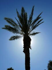 Palm tree silhouette. 