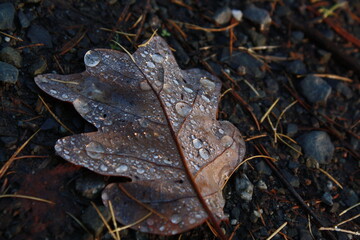 frog on the ground