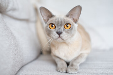 Burmese cat ready to attack, playing, hunting pet.