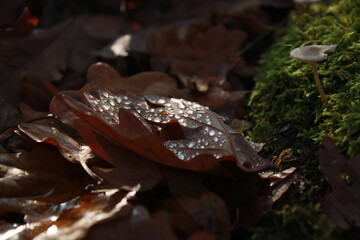 mushrooms in the forest