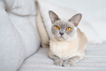 Burmese cat lying on sofa.
