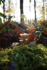 autumn in the forest