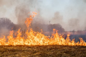 Fotobehang Feldbrand und Waldbrand nach langer Trockenheit © Rico Löb