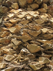 Freshly cut palm frond husks.