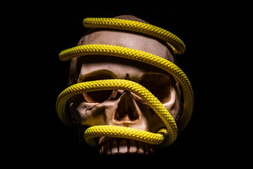 Skull wrapped in green rope