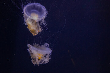 Two White Jelly Fish in Tank at The Aquarium