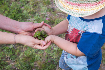 Close up of female hands holding baby's hands with green pine cones on warm summer day. Sweden.