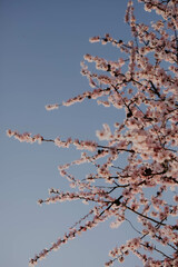 Mandelblüte in der Pfalz