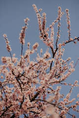 Mandelblüte in der Pfalz