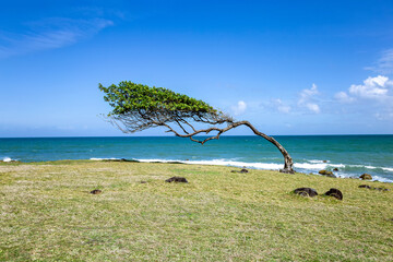 North coast, Pointe Allegre, Basse-Terre, Guadeloupe, Lesser Antilles, Caribbean.