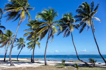 Palm trees on the beach, Grande-Terre, Guadeloupe, Lesser Antilles, Caribbean.