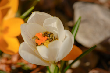 Pszczoła miodna zbierająca pyłek z krokusa. pyłek pszczeli i pszczoły. Pszczoła miodna zbierająca miód wiosenny. Pszczoła poszukująca miodu. Krokus wiosenny. Krokus i pszczoła.  - obrazy, fototapety, plakaty