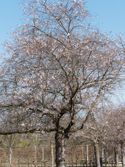 Obraz premium (Prunus subhirtella) Cerisier d'hiver du Japon 'Autumnalis Rosea' , arbuste ornemental aux fleurs blanches et calice rougeâtre en ombelles sur minces rameaux retombants sans feuilles