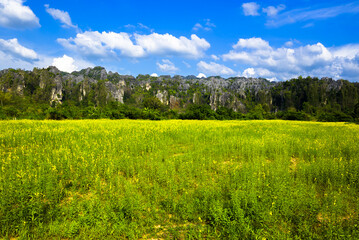 Yellow hemp flowers field and limestone mountain range, scenic at Noen Maprang district, tourist attraction in Phitsanulok, Thailand