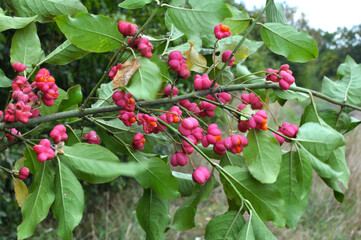 On a branch of euonymus europaeus ripened fruits with boxes