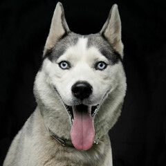 Close-up image of a husky with tongue out, have blue eyes, posing in front of black background.