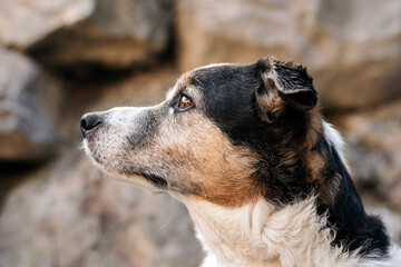 Black White Brown Dog looking at the sky 