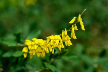 Close-up of many yellow flowers.