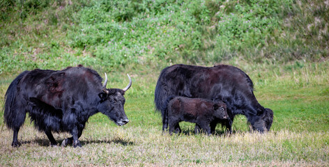 Tibetan yak calf and two cows graze on high-altitude grassland.