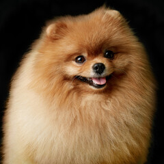 Closeup portrait of cute fluffy puppy of pomeranian spitz. Little smiling dog lying on black background.