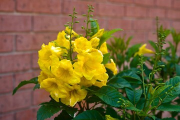 Yellow Esperanza Flower