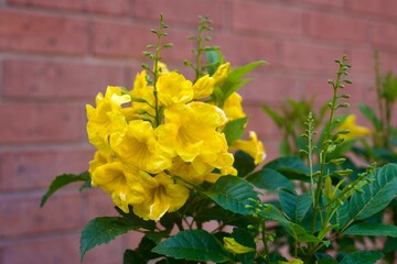 Yellow Esperanza Flower