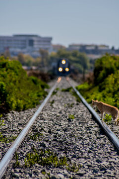 train on the railway