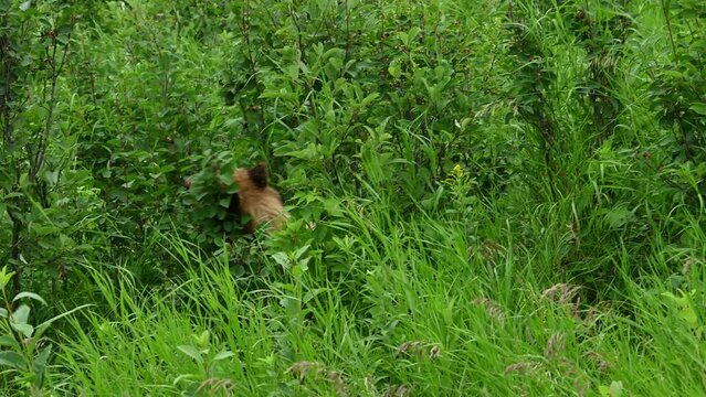 Light colored brown bear largely hidden in green bushes is eating berries
