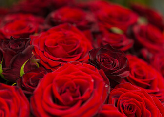 A beautiful bright bouquet of blooming fresh roses for a gift collected by an experienced florist