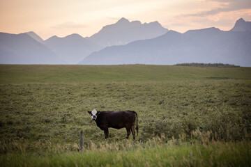 Single cow grazing in a prairie field