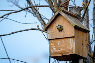 Garden wildlife, bluetits, cyanistes caeruleus, building a nest of moss and twigs