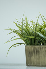 Close up shot of little green potted grass home plant. White wall in the background. Home minimalistic interior decoration concept.