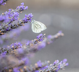 white butterfly on purple lavender.