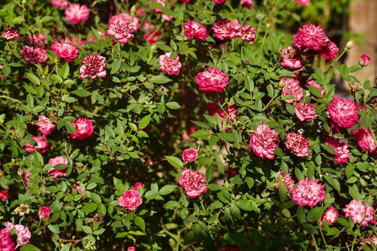 Highway 290 Pink Buttons Rose