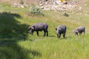 Iberian pigs walking through the field