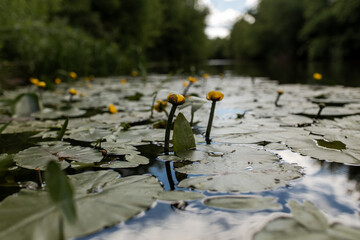 Water lilies in the lake. texture leaves