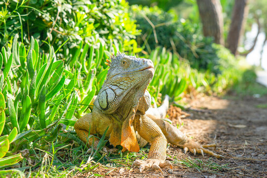 Green iguana also known as the American iguana is a lizard reptile in the genus Iguana in the iguana family. And in the subfamily Iguanidae.