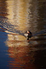 Gans Ente Duck Moritzburg Wasser Welle Spiegelung 