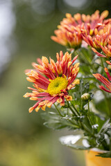 Fresh bright special chrysanthemums.  Background for a beautiful greeting card. Autumn and summer flowers in the garden. Flowering yellow  and orange chrysanthemum. Close up detail with lovely bokeh.
