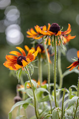 Detail Rudbeckia bicolor . a perennial plant rudbeckia with yellow with red colors flowers growing in the garden on a summer and autumn day with lovely bokeh.