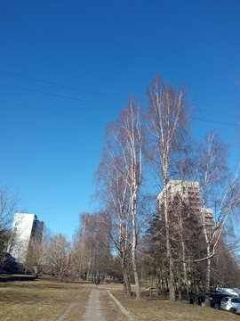 trees in winter