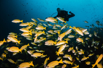 underwater, coral, sea, fish, reef, diving, ocean, scuba, tropical, nature, water, marine, blue, red, animal, egypt, deep, aquatic, diver, coral reef, colorful, red sea, marine life, soft coral, color