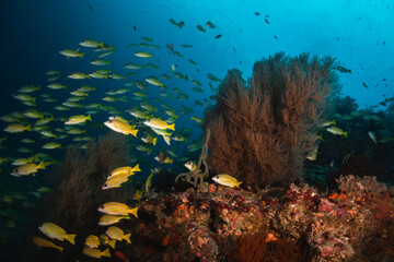 Fototapeta na wymiar Schooling tropical fish, colorful underwater scuba diving scene