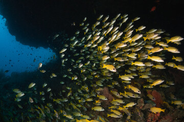Fototapeta na wymiar Schooling tropical fish, colorful underwater scuba diving scene