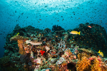 Naklejka na ściany i meble Schooling tropical fish, colorful underwater scuba diving scene