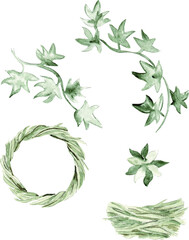 Watercolor flower set, rose, leaves