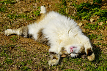 cute homeless cat resting in a green grass with its paws and belly up