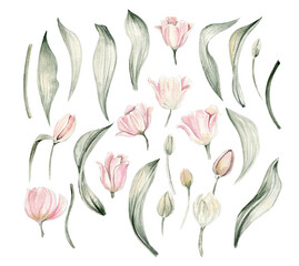 Watercolor easter tulip set  Pink tulip and leaves Flowers Spring Bloooming